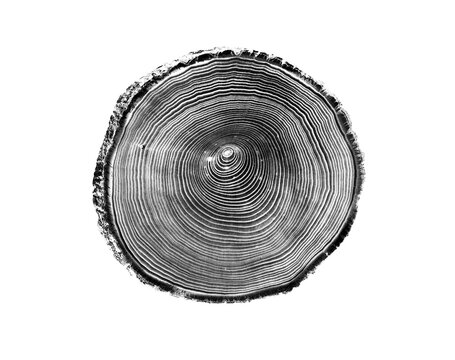 Black and white stamp of wood texture of tree rings from a slice of log. Negative image of cut tree slice, isolated on white background