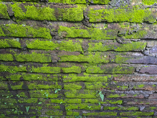 old brick wall with moss. A weathered brick wall adorned with patches of vibrant green moss and...