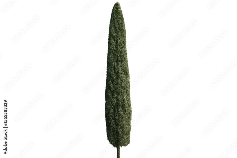 Fototapete Photorealistic 3d rendering of italian cypress tree, transparently displayed, ideal for architectural visualization and landscape design applications