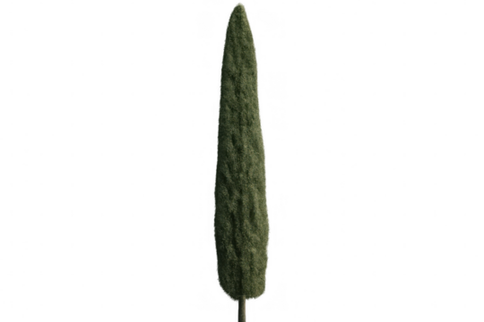 Photorealistic 3d rendering of italian cypress tree, transparently displayed, ideal for architectural visualization and landscape design applications