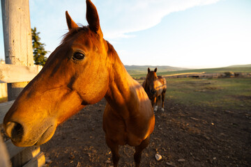 Longview, Alberta - June 8, 2025: Horses and cattle on the Tongue Creek Ranch at sunset
