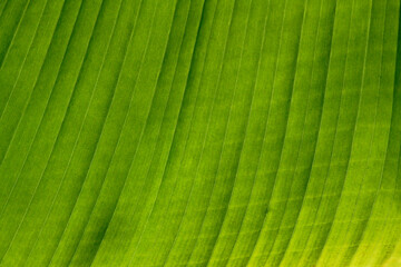 green leaf texture close up background

