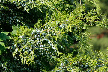 green juniper branches with berries

