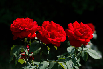 beautiful dark red roses close up

