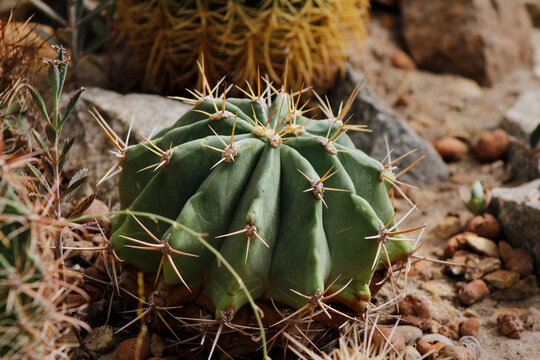 small green ferocactus close up

