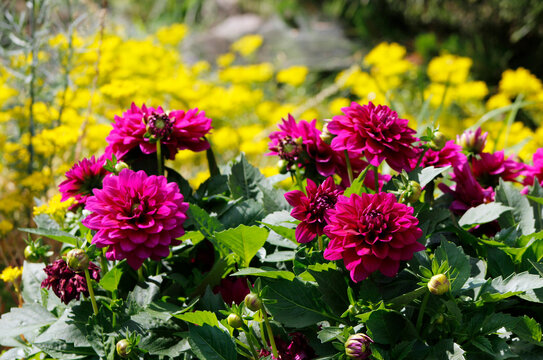pink dahlias in the garden

 - Powered by Adobe