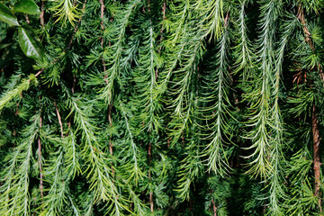 branches of larch plant close up

