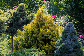decorative coniferous plants in the garden

