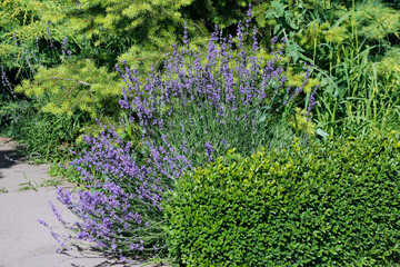 lavender flowers in the garden