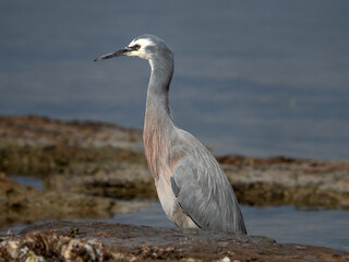 White face heron 