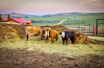 Longview, Alberta - June 8, 2025: Horses and cattle on the Tongue Creek Ranch at sunset 