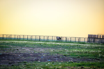Longview, Alberta - June 8, 2025: Horses and cattle on the Tongue Creek Ranch at sunset 