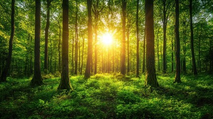 Naklejka premium Sunlight streams through lush forest canopy