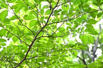 Styrax japonica fruits (Drupe). Styracaceae deciduuous tree. The skin of the fruit that forms after flowering is poisonous, but the seeds are a favorite food of the varied tit.