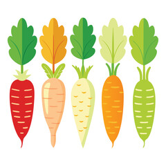 six horseradish vegetable separately set  isolated  on white background