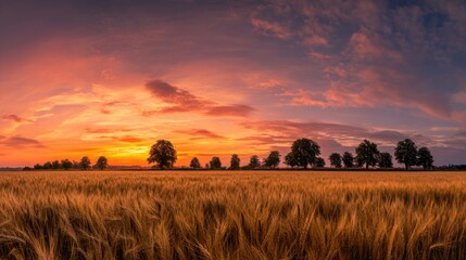 Obraz premium Golden Wheat Field with Sunrise Sky and Dark Silhouetted Trees on Horizon
