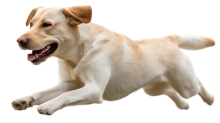 Labrador Retriever in Motion: A striking Labrador Retriever, captured mid-stride, embodies agility and exuberance, its athletic form a testament to health and vitality.