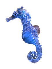 竜の落とし子（ブルー）