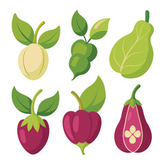 six hyacinth-bean vegetable separately set  isolated  on white background