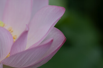 Fototapeta premium 優美な曲線