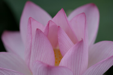 恥じらいの花芯