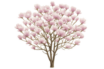 Obraz premium Beautiful blooming magnolia tree with delicate pink flowers isolated on transparent background, perfect for spring designs