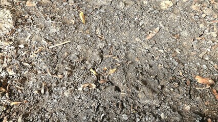 The ground is black and there are cracks and leaf litter nearby.