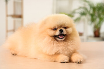Cute dog lying in grooming salon