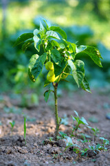 growing pepper