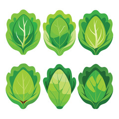 six lettuce vegetable separately set  isolated  on white background