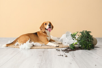 Naughty Beagle dog with torn pillow and overturned houseplant lying on floor near beige