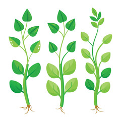 six pea shoots vegetable separately set  isolated  on white background