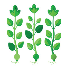 Obraz premium six pea shoots vegetable separately set isolated on white background
