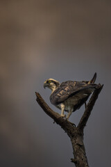 A lone osprey perched on a bare branch against a moody, storm-lit sky. Its piercing gaze and powerful stance evoke the quiet strength of wild nature.