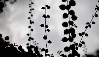 Black and White Branches with Leaves Against a Muted Sky