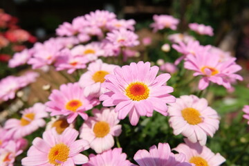Obraz premium Close up of Delicate Pink Marguerite Daisies in Full Bloom A Stunning Floral Display of Nature's Beauty