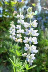 Delicate Pale Blue Lupine Flowers Blooming in Sunlight Garden