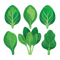 six spinach vegetable separately set  isolated  on white background