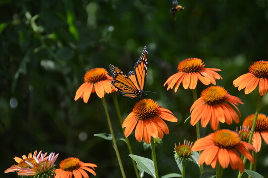 Monarch Butterfly landing on orange coneflower - Powered by Adobe