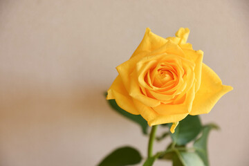 黄色いバラ