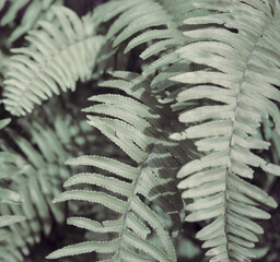 Real crafted photo fern frond leaves pattern detail closeup minimal green neutral boho background