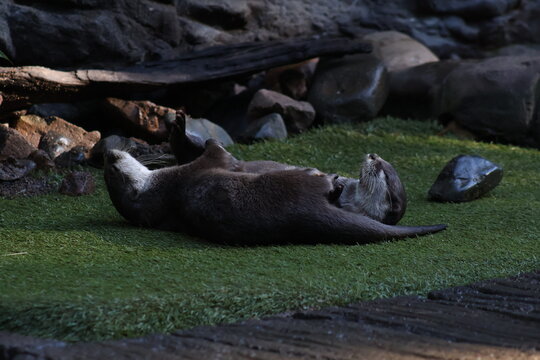 sea lion resting