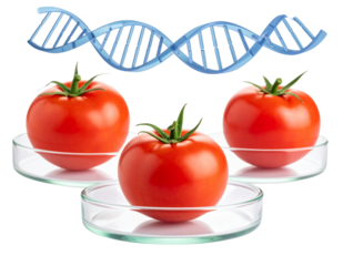 Genetically Modified Tomato in Glass Petri Dish with DNA Strand Overlay, PNG Isolated