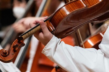 Musicians Playing String Instruments in Classical Orchestra