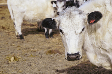  White cow with black ear standing on dry ground