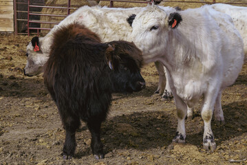 Black calf and white cow interaction in pen