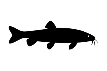 Obraz premium Silhouette of a Loach Fish with Whisker Details Against White Background
