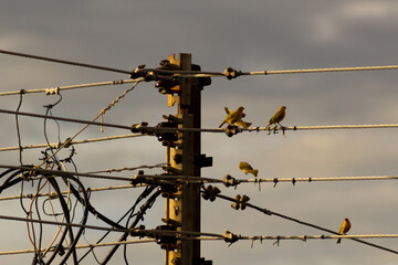 A group of small birds sitting on a power line in the countryside.