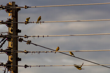 A group of small birds sitting on a power line in the countryside.