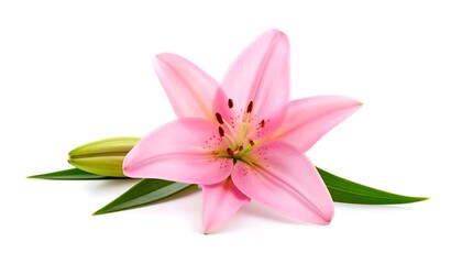 Naklejka premium Delicate Pink Lily Bloom with Buds Green Leaves with Isolated on White Background.